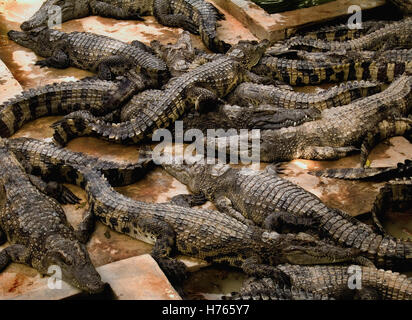 Les crocodiles dormir sur le dessus de l'autre Banque D'Images