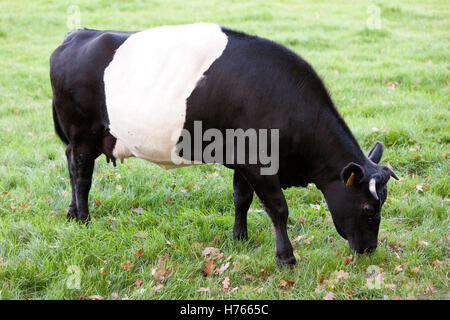 Lakenvelder Vache noir et blanc broute en néerlandais prairie près de Amersfoort Banque D'Images