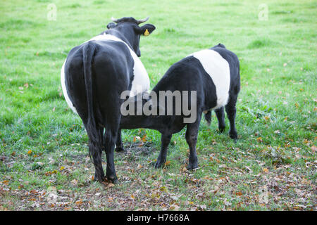 Lakenvelder Vache noir et blanc en vert prairie néerlandais près de Amersfoort avec veau potable Banque D'Images