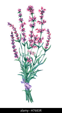 Bouquet de lavande. Illustration à l'aquarelle sur fond blanc. Banque D'Images