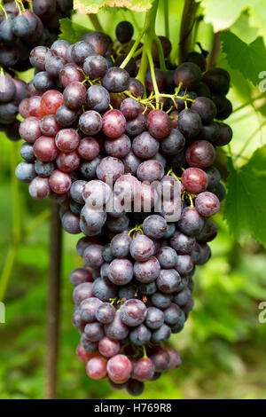 Les raisins de pourpre sur vigne au jardin. Banque D'Images