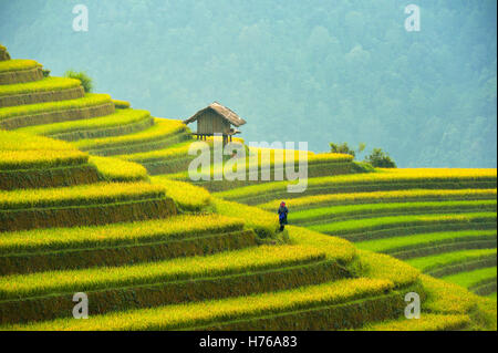 Femme debout dans le champ de riz en terrasses, Mu Cang Chai, YenBai, Vietnam Banque D'Images