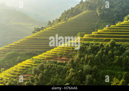 Les rizières en terrasses, Mu Cang Chai, YenBai, Vietnam Banque D'Images