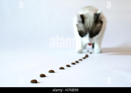 Alimentation chaton cat treats in a row Banque D'Images