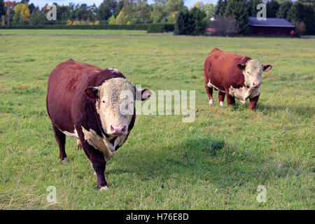 Deux gros taureaux Hereford, curieux sur pré vert au début de l'automne en Finlande. Banque D'Images