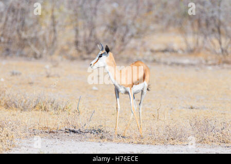 Springbok paissant dans la brousse. Safari de la faune dans le Parc National d'Etosha, célèbre destination de voyage en Namibie, d'Afrique. Banque D'Images