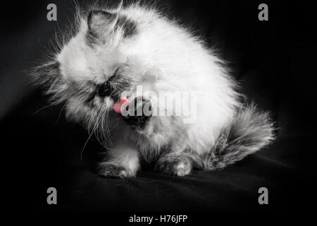 Un jeune, deux mois persan himalayen Blue Point nettoyage chaton lui-même - en noir et blanc avec un soupçon de couleur sur son toun Banque D'Images