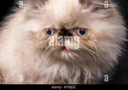 Extreme close up of a young, deux mois persan himalayen Blue Point chaton sur fond noir Banque D'Images