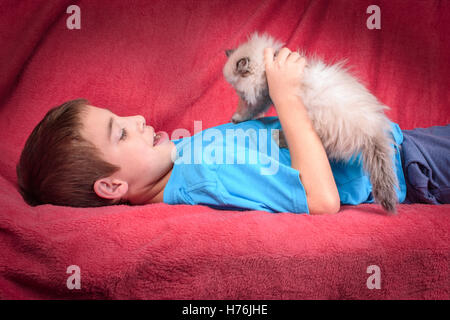 Un jeune, deux mois persan himalayen Blue Point chaton jouant avec un garçon mignon de 8 ans sur une couette rouge Banque D'Images