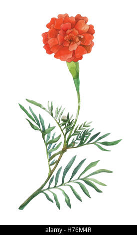 Tagetes patula, l'oeillet d'Inde. Jardin des plantes à fleurs. Peinture à la main à l'Aquarelle illustration à isoler fond blanc. Banque D'Images