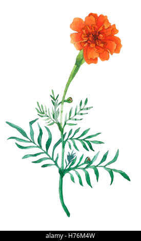 Tagetes patula, l'oeillet d'Inde. Jardin des plantes à fleurs. Peinture à la main à l'Aquarelle illustration à isoler fond blanc. Banque D'Images