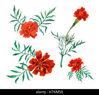 Tagetes patula, l'oeillet d'Inde. Jardin des plantes à fleurs. Peinture à la main à l'Aquarelle illustration à isoler fond blanc. Banque D'Images