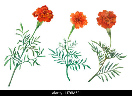 Tagetes patula, l'oeillet d'Inde. Jardin des plantes à fleurs. Peinture à la main à l'Aquarelle illustration à isoler fond blanc. Banque D'Images