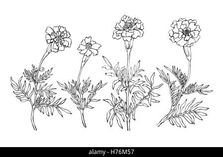 Tagetes patula, l'oeillet d'Inde. Jardin des plantes à fleurs. Noir et blanc dessiné à la main sur l'illustration. background blanc Banque D'Images