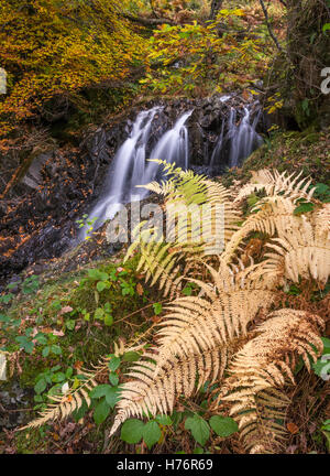 Cascades de Hause Gill en automne, Honister Pass, Lake District National Park, Angleterre, RU Banque D'Images