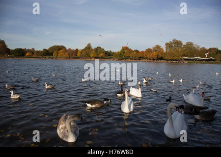 Scène d'automne avec des cygnes, oies et autres oiseaux à la Serpentine dans Hyde Park, Londres, Angleterre, Royaume-Uni. Les arbres pendant la saison d'automne se décolorer, jaune et brun avant de tomber. Avec faible lumière ceci en fait un beau moment de l'année. Banque D'Images