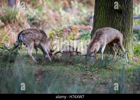 Daims mâles combats à bradgate Park à Birmingham uk Banque D'Images