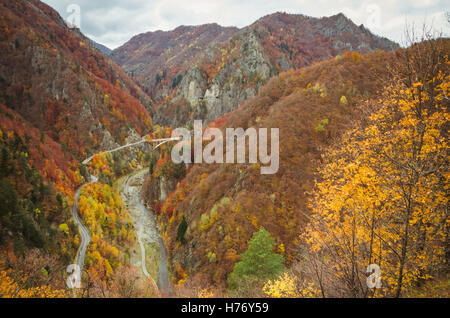 L'automne dans une forêt de montagne. Transfagarasan road, à l'automne. Banque D'Images