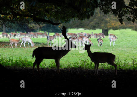 Daims Cervus dama ne et buck en vertu de l'holm Oak tree Banque D'Images