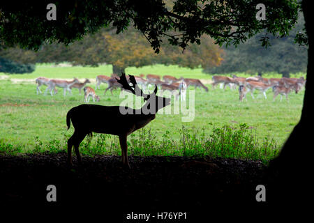 Daims Cervus dama buck sous le chêne arbre Banque D'Images