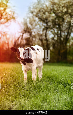 Jeune veau laitier paissant dans une prairie au printemps avec effet sun flare Banque D'Images