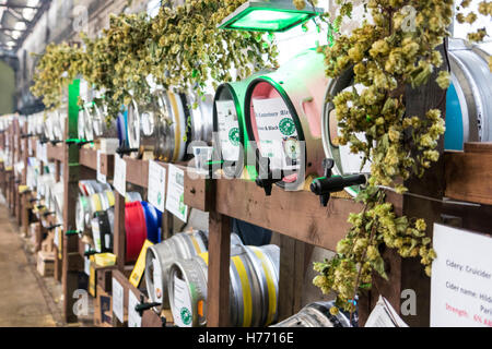 L'Angleterre, Tunbridge Wells. CAMRA vraie bière beer festival tenu à faire de la locomotive. Deux rangées de fûts de bière étiquetée sur les étagères, tous les exploiter. Banque D'Images