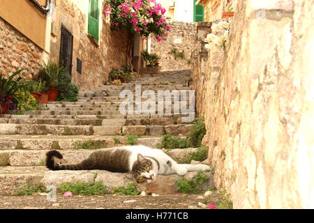 Chat domestique, tabby noir blanc, couché sur des marches en pierre dans l'allée romantique de bunyola, Majorque Banque D'Images