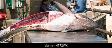 L'île de l'Ascension est posé frais albacore qui a été capturé par la ligne de pêche sportive dans la boucherie ouvrir un rein retiré Banque D'Images