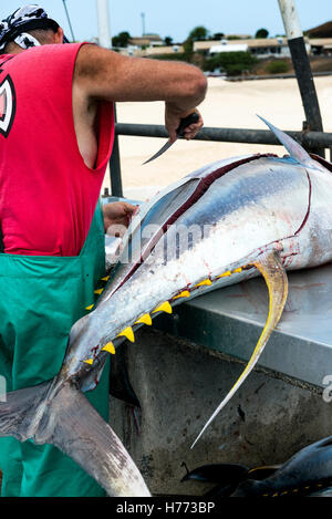 Quai de l'île de l'Ascension, l'homme le dépeçage est posé frais albacore qui a été capturé par ligne sportfishing Banque D'Images