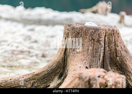 Le bois mort, séché, lac, lac de Gosau, Gosau, Dachstein region, Haute Autriche, Autriche Banque D'Images