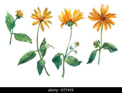 Set of yellow flowers. Watercolor hand drawn illustration isolated on white background. Banque D'Images