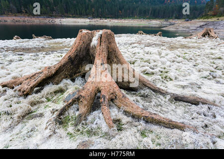 Le bois mort, séché, lac, lac de Gosau, Gosau, Dachstein region, Haute Autriche, Autriche Banque D'Images