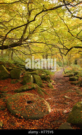 Une meule, un symbole du parc national de Peak District, dans le patrimoine culturel de l'Padley Gorge, Derbyshire, Angleterre, Royaume-Uni Banque D'Images