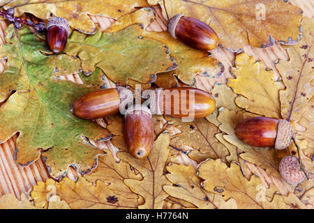 Glands sur feuilles de chêne jaune comme fond nature. Banque D'Images