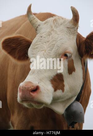 Vache Simmental et cowbell sur Mont Männlichen au-dessus de Wengen, Suisse Banque D'Images