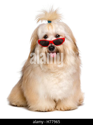 Bichon Havanais rouge heureux chien est vêtu d'un drôle de lunettes de soleil rouge Banque D'Images