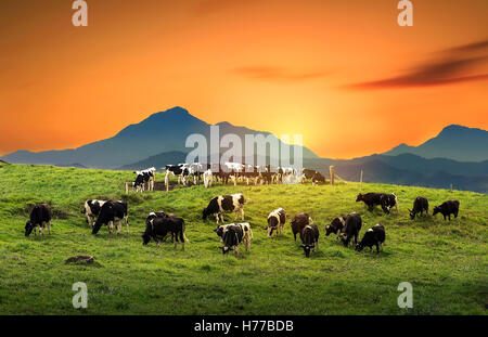 Vaches qui paissent dans un champ au lever du soleil Banque D'Images