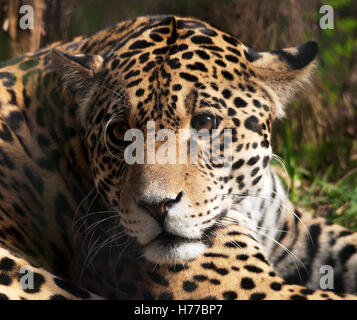 Portrait d'un léopard, Mpumalanga, Afrique du Sud Banque D'Images