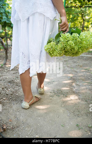 Girl holding Flowers chrysanthème Banque D'Images