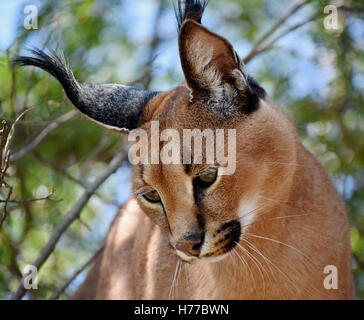 Portrait d'un caracal (Caracal caracal), Limpopo, Afrique du Sud Banque D'Images