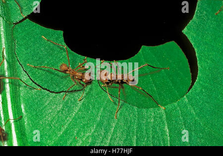 Les fourmis coupeuses de feuilles (Atta sp.) couper une feuille. Forêt tropicale humide, La Selva, Costa Rica. Banque D'Images