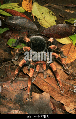 Costa Rica Redleg Tarantula (Megaphobema mesomelas) émergeant de burrow, préserver la forêt nuageuse de Monteverde, Costa Rica. Banque D'Images