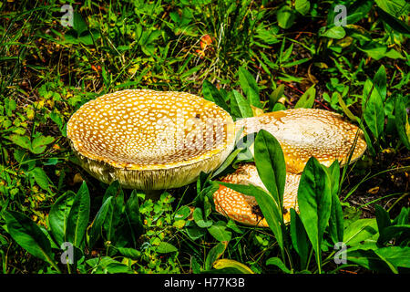 L'Amanita rubescens ou les champignons sauvages, le blush en haute montagne de la Shuswap Hauts Plateaux du centre de la Colombie-Britannique, Canada Banque D'Images