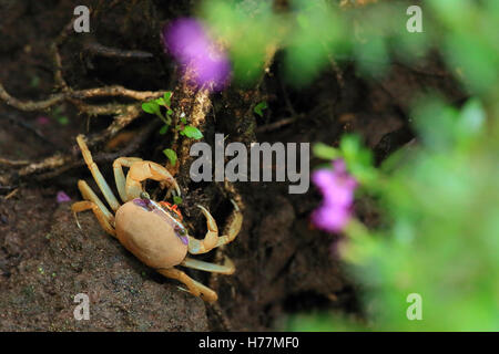 Blue land juvénile (crabe Cardisoma guanhumi) se nourrissant sur une feuille. Parc National de Tortuguero, Costa Rica. Banque D'Images