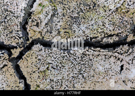 Lac asséché, algues, Gosau, Dachstein region, Haute Autriche, Autriche Banque D'Images