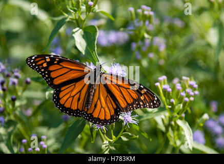 Homme le monarque (Danaus plexippus) se nourrissant de Greggs (Mistflowers Conoclinium greggii) à l'automne Banque D'Images