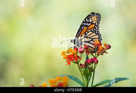 Le monarque (Danaus plexippus) se nourrissant de fleurs d'asclépiade tropicale à l'automne Banque D'Images