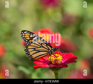 Le monarque (Danaus plexippus) se nourrissant de fleurs Zinnia rouge Banque D'Images