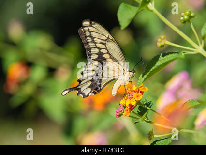 Le grand porte-queue (Papilio cresphontes) se nourrissant de fleurs papillon Lantana Banque D'Images