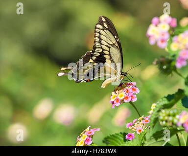 Le grand porte-queue (Papilio cresphontes) se nourrissant de fleurs papillon Lantana Banque D'Images